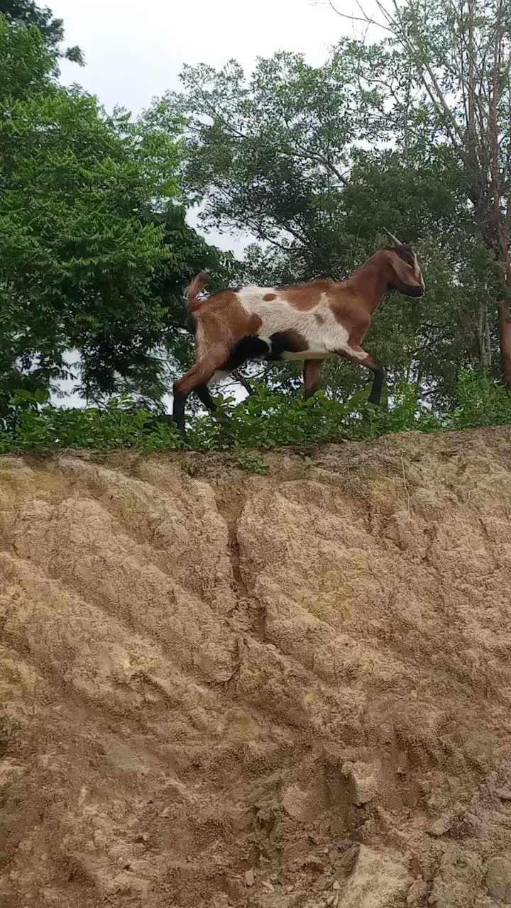 Fazendinha Estância Preguiça